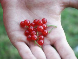 redcurrant.jpg
